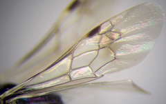 Dryudella lineata