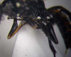Dryudella lineata