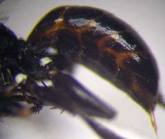 Dryudella lineata