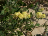 Anthyllis vulneraria maritima - Photo (c) José Luis Romero Rego, some rights reserved (CC BY-SA), uploaded by José Luis Romero Rego