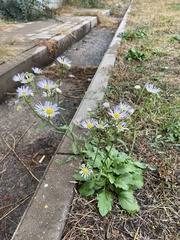Erigeron annuus