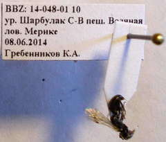 Dryudella lineata