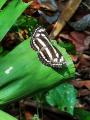 Phaedyma columella singa