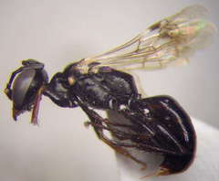 Dryudella lineata