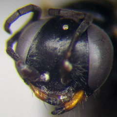 Dryudella lineata