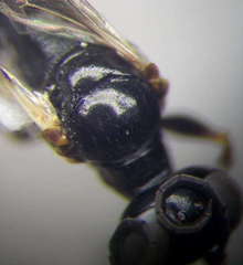Dryudella lineata