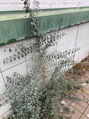 Ulmus pumila