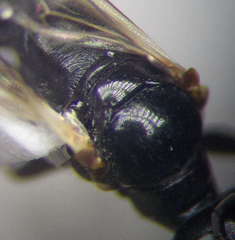 Dryudella lineata