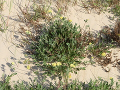 Anthyllis vulneraria maritima
