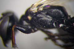 Dryudella lineata