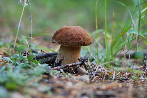 Pine Bolete