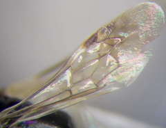 Dryudella lineata