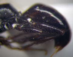 Dryudella lineata
