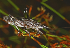 Larifugagraecia cornuta