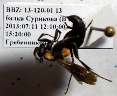 Eoferreola manticata