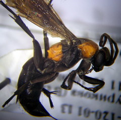 Eoferreola manticata