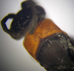 Eoferreola manticata