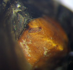 Eoferreola manticata