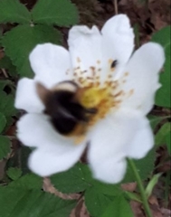 Bombus