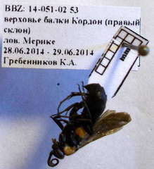 Eoferreola manticata