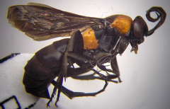 Eoferreola manticata