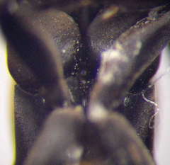 Eoferreola manticata