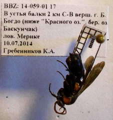 Eoferreola manticata