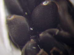 Eoferreola manticata