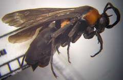 Eoferreola manticata