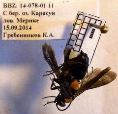 Eoferreola manticata