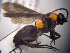 Eoferreola manticata