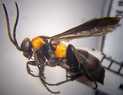 Eoferreola manticata