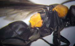 Eoferreola manticata