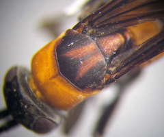 Eoferreola manticata