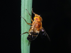 Volucella trifasciata