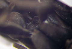 Eoferreola manticata