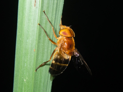 Volucella trifasciata