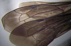 Eoferreola manticata