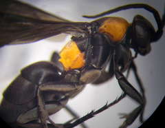 Eoferreola manticata