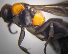 Eoferreola manticata