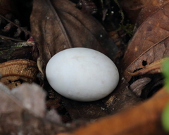 Uropsalis segmentata