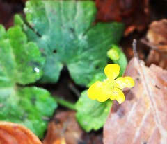 Ranunculus lanuginosus