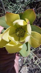 Leucadendron discolor