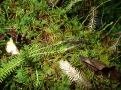 Phaeosphaeria lycopodina