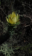 Leucadendron discolor