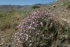 Acantholimon