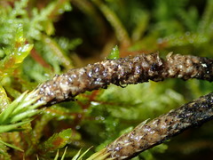 Phaeosphaeria lycopodina