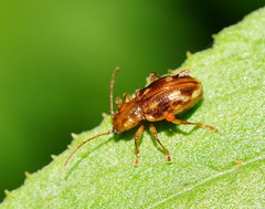 Chalcolampra pustulata