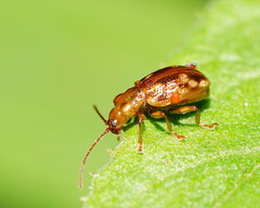 Chalcolampra pustulata