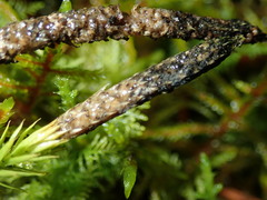 Phaeosphaeria lycopodina